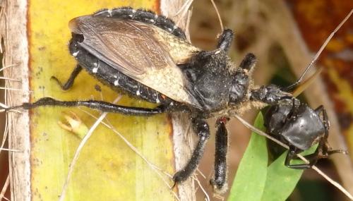 Réf. 204 320 : Apiomerus lanipes